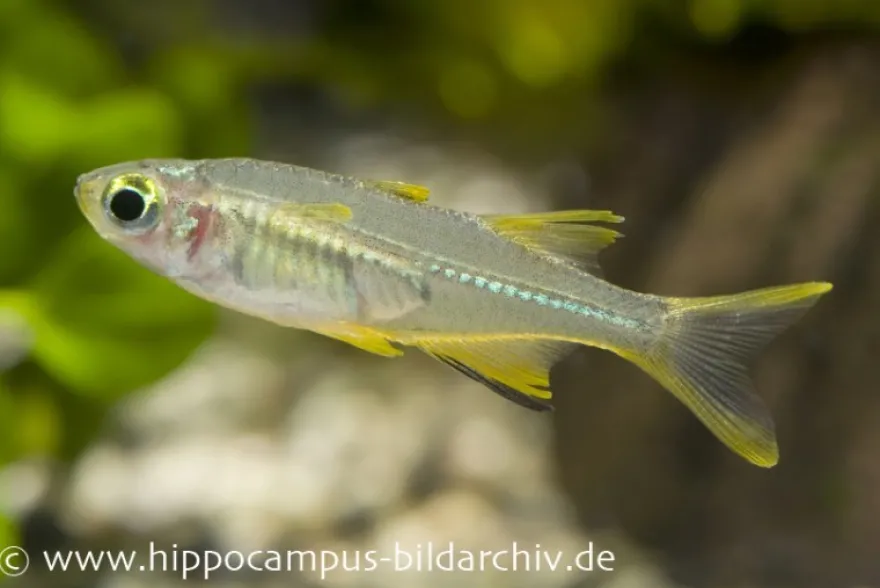Celebes-Sonnenstrahlfisch, Marosatherina ladigesi