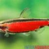 Cenepa-Zwergziersalmler, Nannostomus sp. "Cenepa rot"