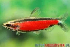 Cenepa-Zwergziersalmler, Nannostomus sp. "Cenepa rot"