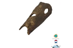 CeramicNature Horse Head M, ca. 23 × 12 × 8 cm