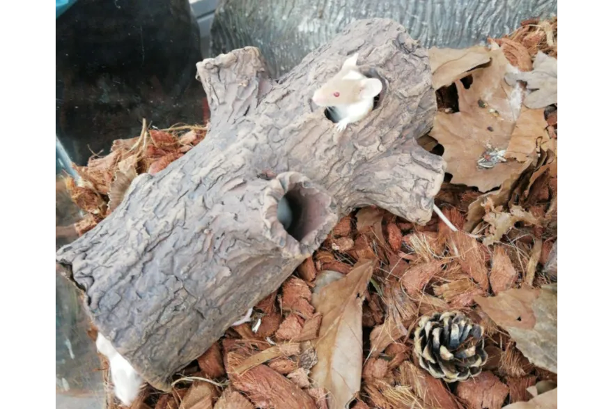 CeramicNature Log mit 2 Ästen, Baumstamm-Höhle, ca. 18 × 7 × 7 cm