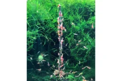 Ceramic Nature Shrimp Stick Blütenpollen Lolly 10 Stk.