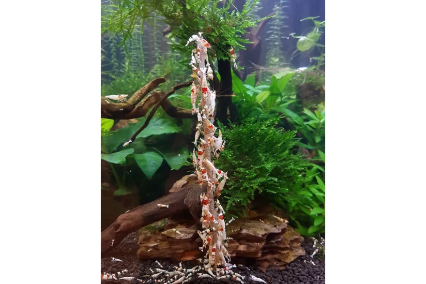 Ceramic Nature Shrimp Stick Gemüse/Algen Lolly 10 Stk.