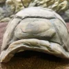 CeramicNature Turtle S, ca. 12 × 8 × 6 cm