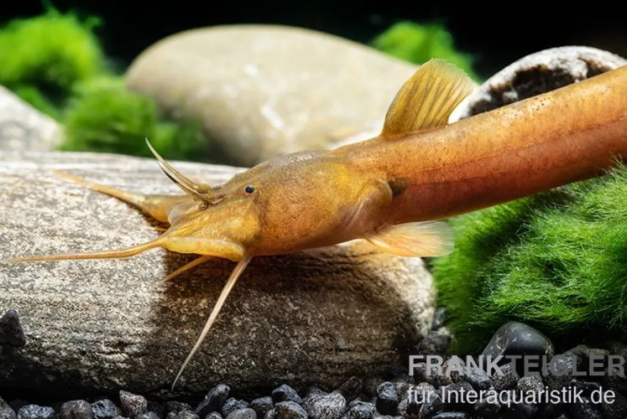 Cerinum-Wels, Amblyceps cerinum