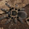 Chaco-Goldknievogelspinne, Grammostola pulchripes