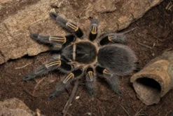 Chaco-Goldknievogelspinne, Grammostola pulchripes