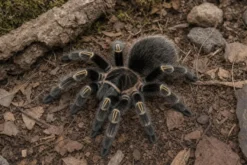 Chaco-Goldknievogelspinne, Grammostola pulchripes
