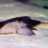 Chamäleon-Flunderharnischwels, Pseudohemiodon apithanos