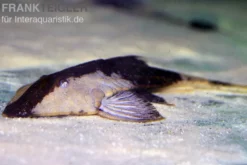 Chamäleon-Flunderharnischwels, Pseudohemiodon apithanos