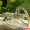 Chamäleongarnele, Macrobrachium scabriculum
