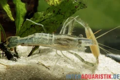 Chamäleongarnele, Macrobrachium scabriculum