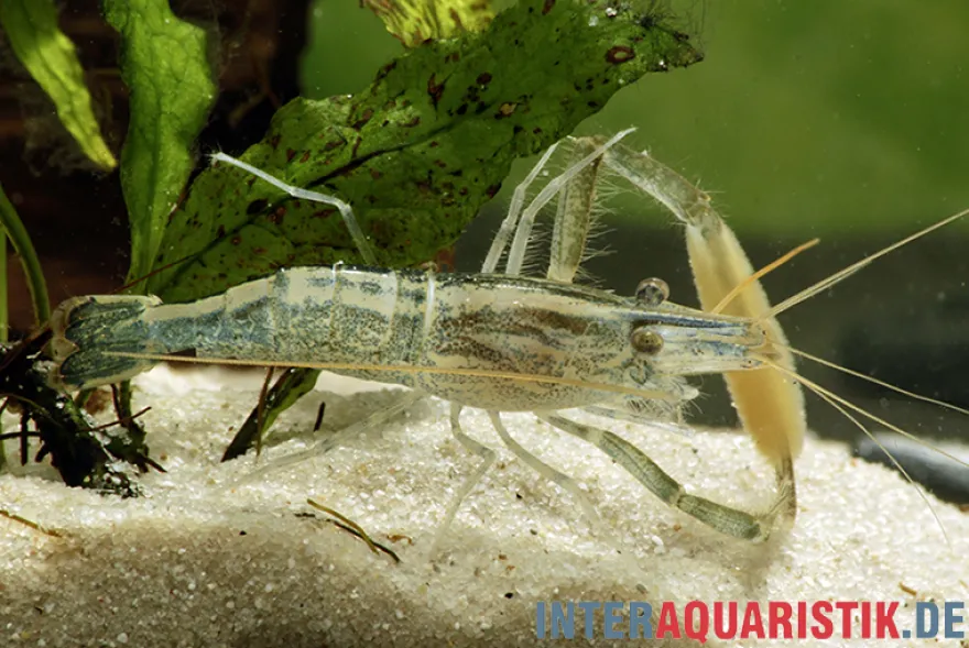 Chamäleongarnele, Macrobrachium scabriculum