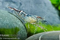 Chamäleongarnele, Macrobrachium scabriculum