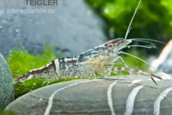 Chamäleongarnele, Macrobrachium scabriculum