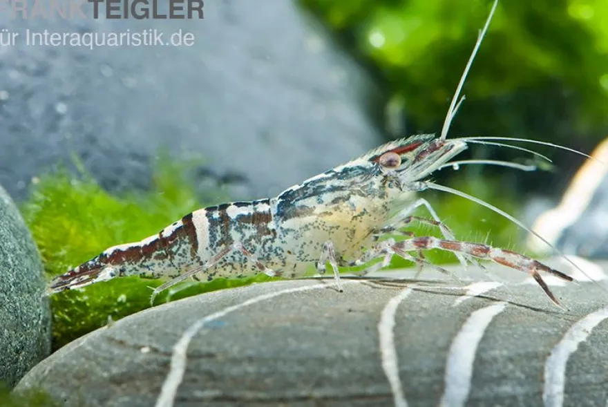 Chamäleongarnele, Macrobrachium scabriculum