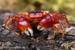 Chamäleonkrabbe, Metasesarma aubryi (Red Apple Crab), Zufällig ausgewählt