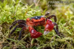 Chamäleonkrabbe, Metasesarma aubryi (Red Apple Crab), Zufällig ausgewählt