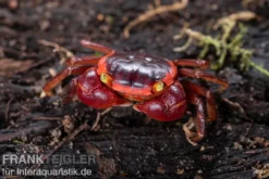 Chamäleonkrabbe, Metasesarma aubryi (Red Apple Crab), Zufällig ausgewählt