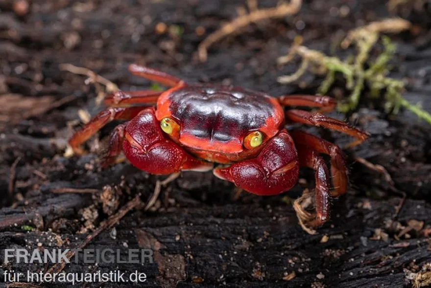 Chamäleonkrabbe, Metasesarma aubryi (Red Apple Crab), Zufällig ausgewählt