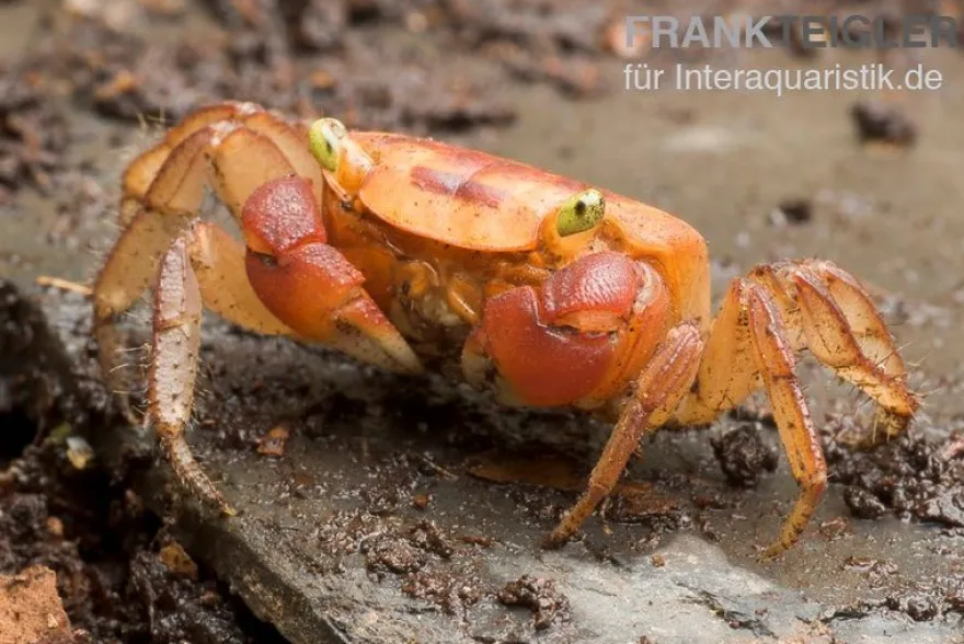 Chamäleonkrabbe, Metasesarma aubryi (Red Apple Crab), Zufällig ausgewählt