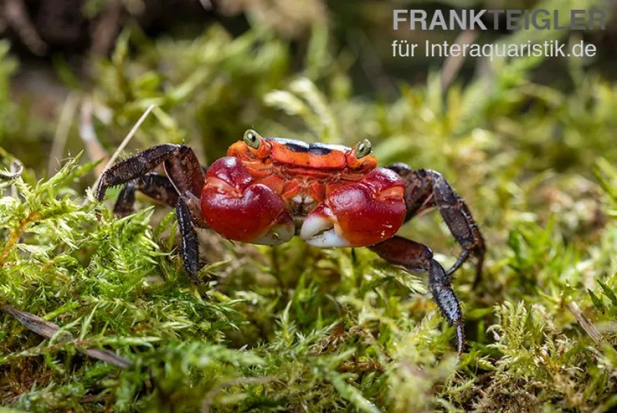 Chamäleonkrabbe, Metasesarma aubryi (Red Apple Crab), Zufällig ausgewählt