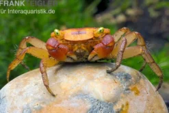 Chamäleonkrabbe, Metasesarma aubryi (Red Apple Crab), Zufällig ausgewählt