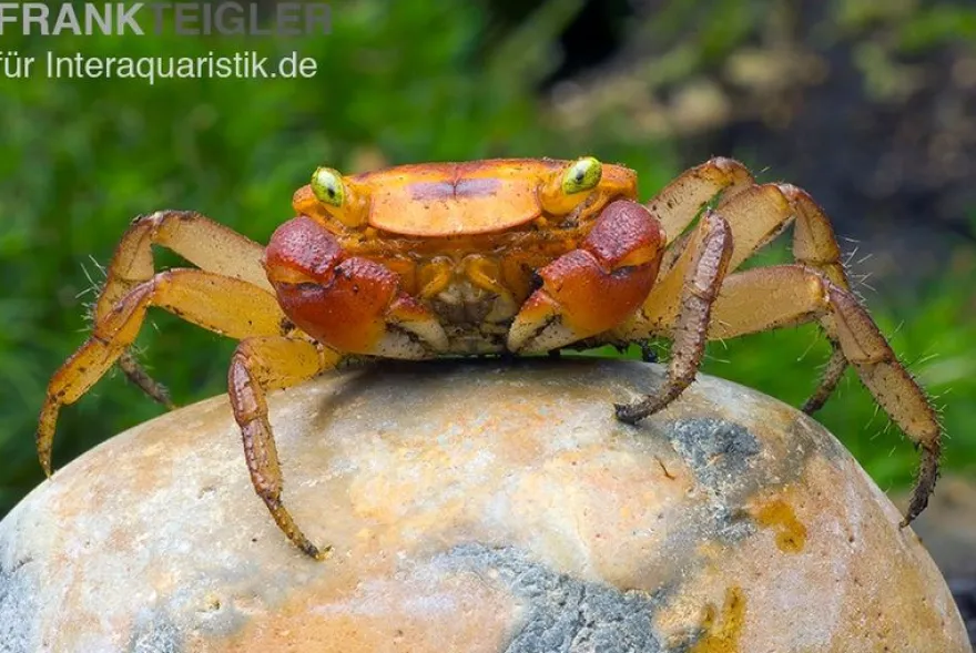Chamäleonkrabbe, Metasesarma aubryi (Red Apple Crab), Zufällig ausgewählt