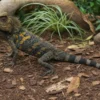 Chamäleon-Winkelkopfagame, Gonocephalus chamaeleontinus
