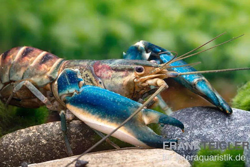 Cherax "Pink Coral", Cherax warsamsonicus - Zufällig