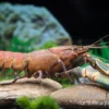Cherax sp. "Red Chilli Blue Claw" - Zufällig