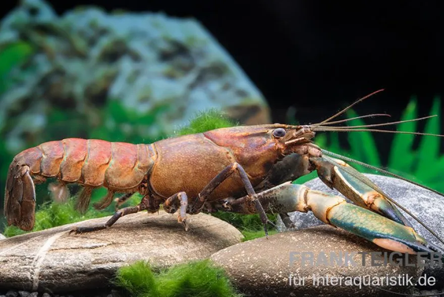 Cherax sp. "Red Chilli Blue Claw" - Zufällig