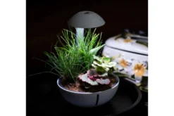 Chihiros Tiny Terrarium Egg (Set)