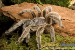 Chilenische Vogelspinne, Grammostola porteri