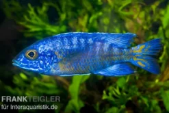 Chilumba-Kaiserbuntbarsch, Aulonocara stuartgranti "Chilumba", 7-9 cm DNZ