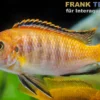 Chilumba Schabemaulbuntbarsch, Labeotropheus trewavasae chilumba