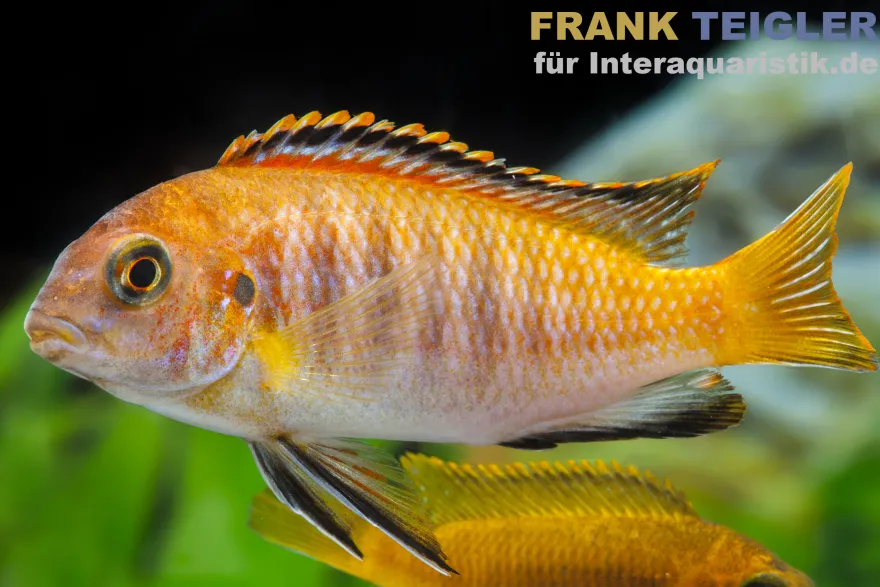 Chilumba Schabemaulbuntbarsch, Labeotropheus trewavasae chilumba