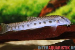 China Steinbeißer, Cobitis sinensis