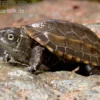 Chinesische Dreikielschildkröte, Mauremys reevesii