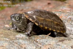 Chinesische Dreikielschildkröte, Mauremys reevesii