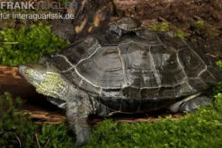 Chinesische Dreikielschildkröte, Mauremys reevesii
