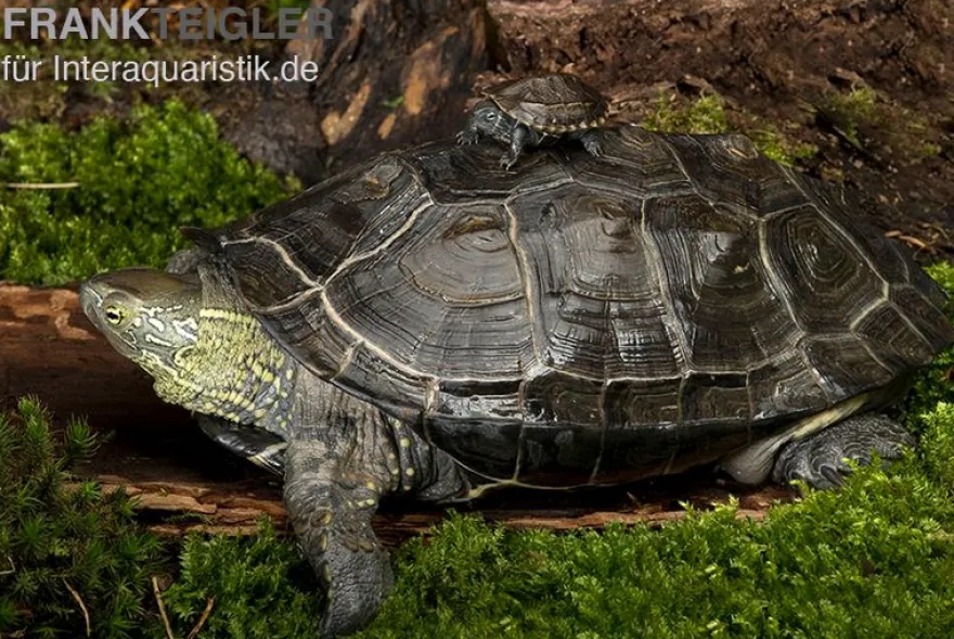 Chinesische Dreikielschildkröte, Mauremys reevesii
