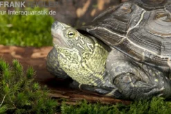 Chinesische Dreikielschildkröte, Mauremys reevesii