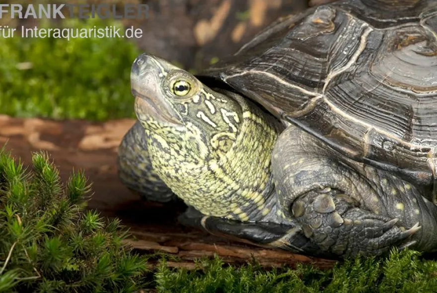 Chinesische Dreikielschildkröte, Mauremys reevesii