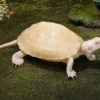 Chinesische Dreikielschildkröte „Albino“, Mauremys reevesii