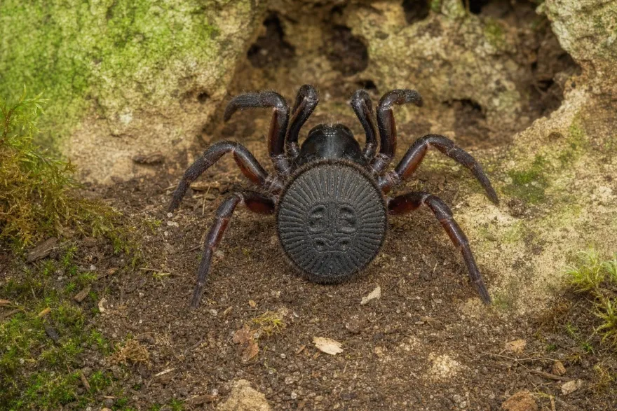 Chinesische Falltürspinne, Cyclocosmia latusicosta