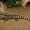 Chinesische Krokodilschwanzechse, Shinisaurus crocodylurus
