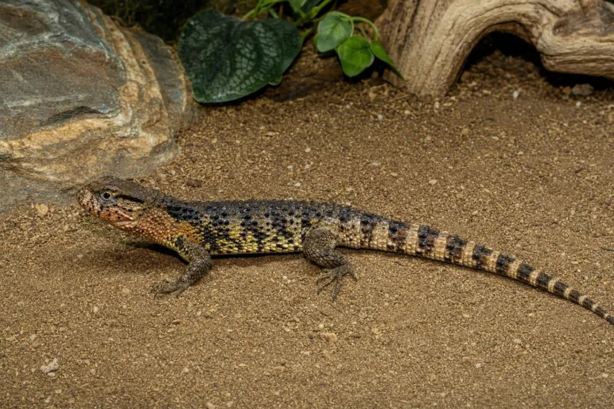 Chinesische Krokodilschwanzechse, Shinisaurus crocodylurus