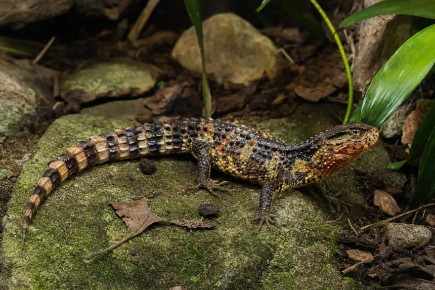 Chinesische Krokodilschwanzechse, Shinisaurus crocodylurus