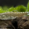 Chinesischer Flossensauger, Pseudogastromyzon cheni